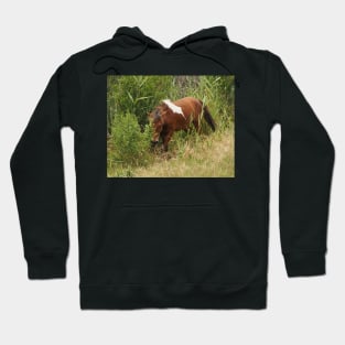 Assateague Pony in the Brush Hoodie